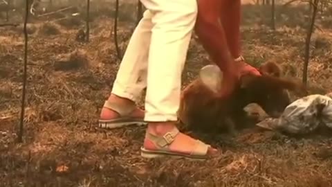 A woman saved a scorched koala from Australian bushfire