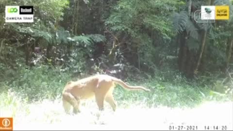 Monitoring with animal cameras in brazil