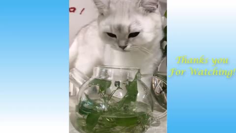 Videos Compilation Cute Cats and Funny Dogs