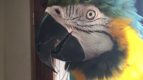 Charley blue and gold macaw saying I don’t wanna cry