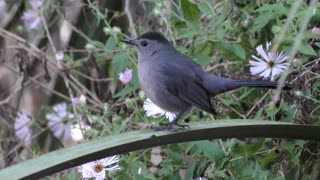 Gray Catbird in Florida Wetlands