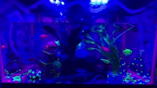 Glow Tank Neon color Tetra and Shark