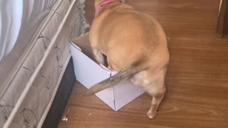 Cardboard Box Doesn't Make Good Doggy Bed