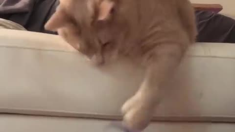 Huge Cat Humorously Plays With Pipe Cleaner