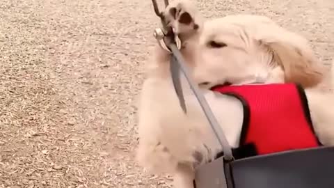 Cutest and funniest dog swinging