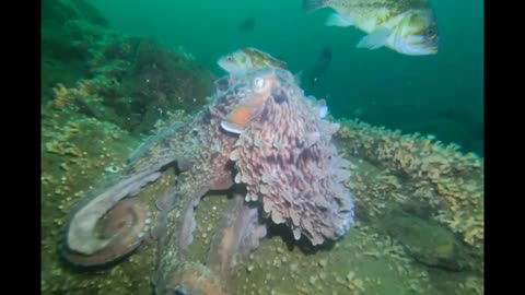 Giant Pacific Octopus hunting for food