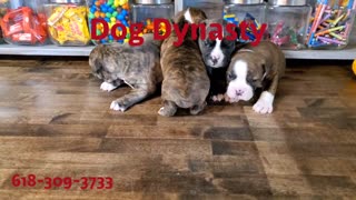 Female Olde English Bulldoggee