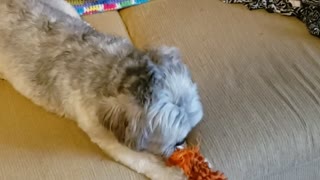 Dusty with his snake