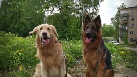 German shepherd vs golden retriever dog and wins ??