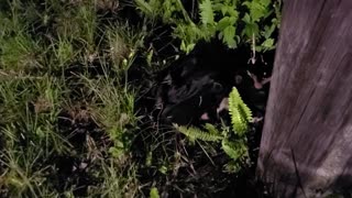 Nest Of Cute Baby Pigs