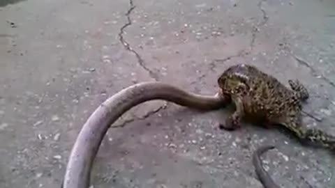 The Frog devour the Snake