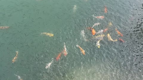 Koi Fishes