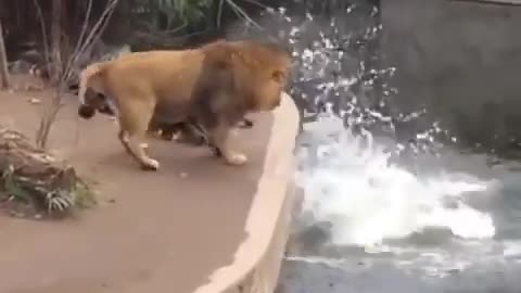 Even lions 🦁 have embarrassing moments