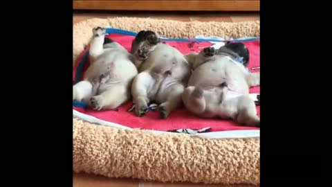 Three Cutest Adorable Pug Puppies Sleeping and Dreaming Same Time