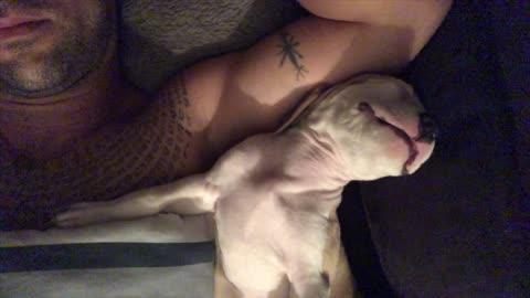 Cute puppy sleeping and when wakes up smileing to the camera