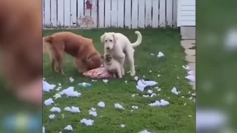 great video of funny dogs