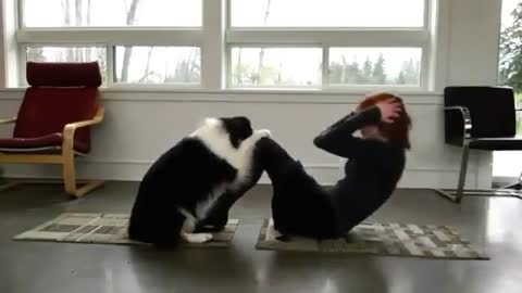 Dog Is Doing Yoga With His Owner. The Yoga Dog
