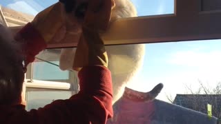 Cat trying to climb up the window but is not able to