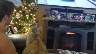 Cat loves watching GTA