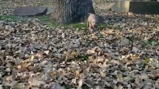 Cutest silver lab puppy ever