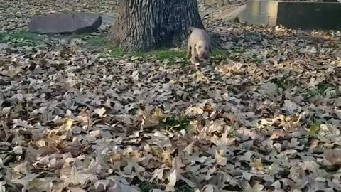 Cutest silver lab puppy ever