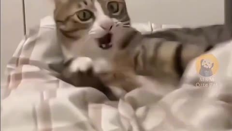 funny cats