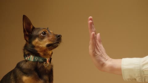 Educanino. Todo sobre adiestramiento canino, Como enseñar trucos a tu perro, Como saber si tu perro es apto para adiestramientos especiales