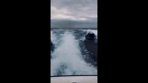 orcas following boat in the high seas