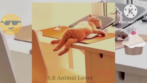 Funny animals videos)__Funny Cats