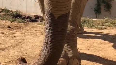 See how elephants eat jackfruit