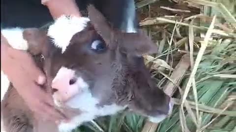 A two-headed calf was born.