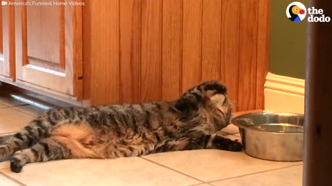 LAZY Cat Drinks Water in the CHILLEST Way Possible😂😂