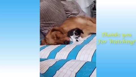 Dogs and cats funny sleep on bed