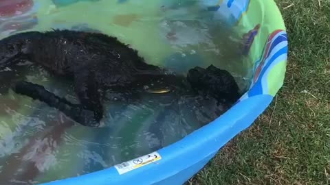 Baby Alpaca Splashes Around In A Kiddie Pool
