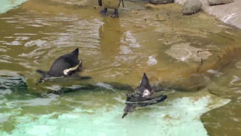 A Three Cute Penguins at the Zoo