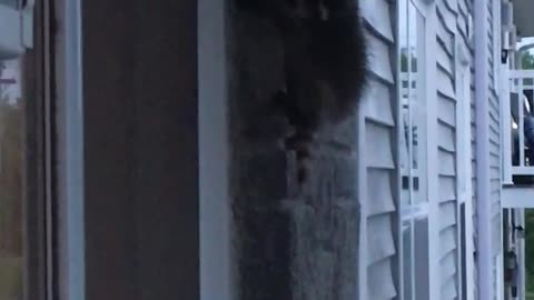 Baby raccoons climbing my building