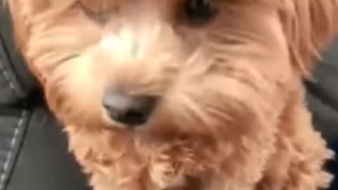 Guilty dog face reaction - guilty dog video