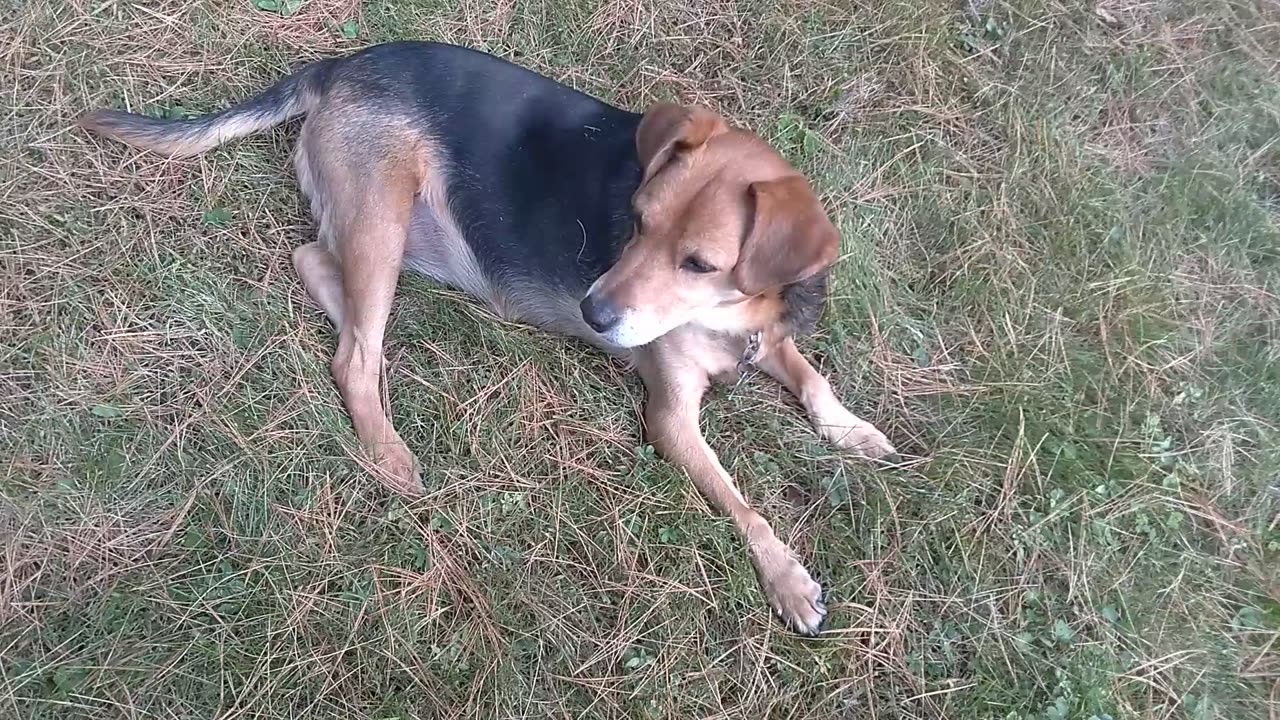 Cape Coral Animal Shelter shares story of Stanley the dog