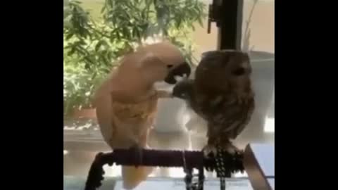 funny animal parrot and owl