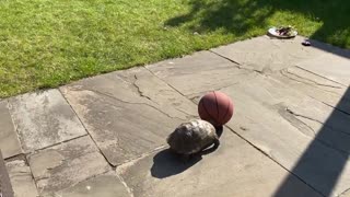 Turtle incredibly plays outside with a basketball