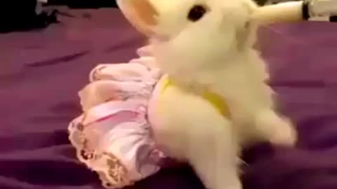 cute rabbit likelike
