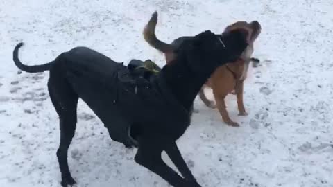 Great Dane Reacts to First Snow