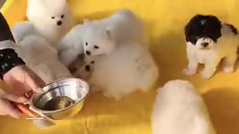Little Puppies eating with each other Too cute