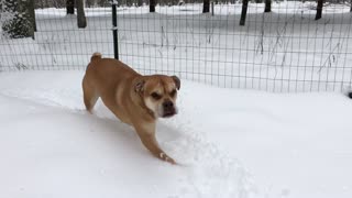French bulldog “Rambo Bronson” first snow day