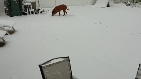 Rhodesian Ridgeback - Lulu's First Snowfall