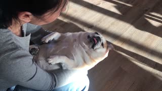 Precious Pug Enjoying a Massage