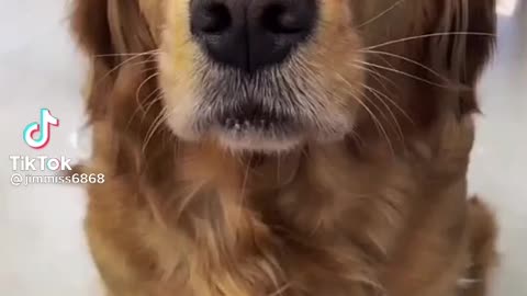 That how a dog learn to blow a wishtle