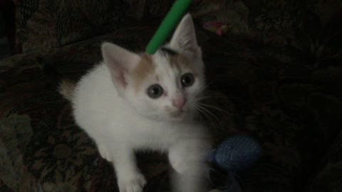 Fringes the kitten vs straw pt 2