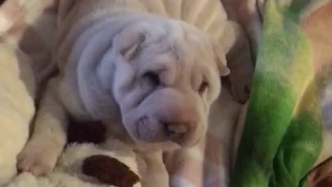 Sharpei white puppy wagging tail in doggy bed