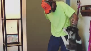 Ellie Sky the husky gets super excited to see her dad